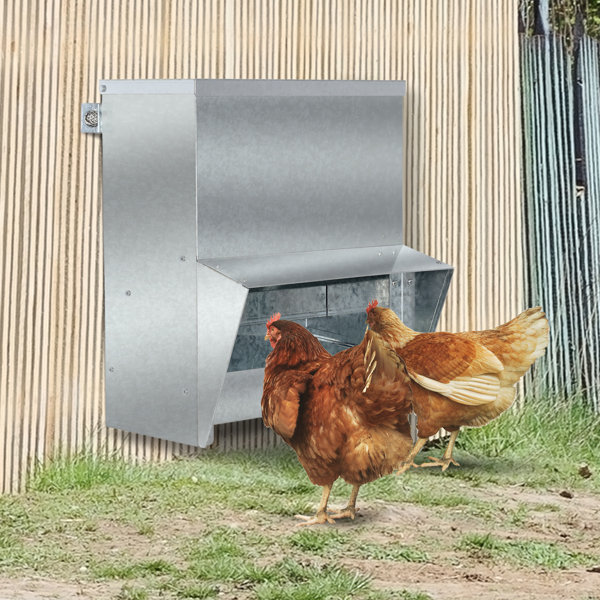 Chicken feeder plate online rack